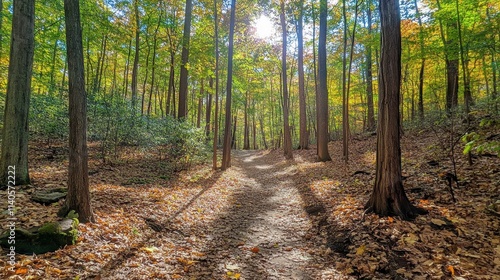 A serene trail meanders through a vibrant forest filled with colorful autumn leaves. Sunlight beams down, illuminating the path and surrounding greenery.