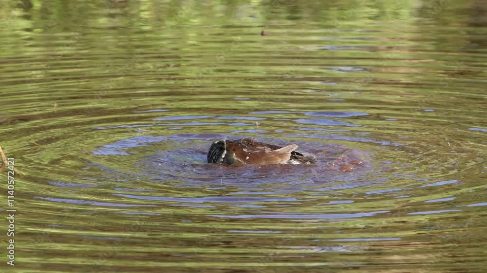 Gallinule Takes a Bath in Slow Motion