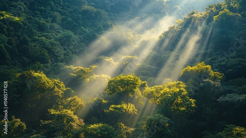 Sunlight filters through dense trees in a lush forest landscape during early ...