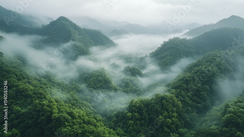 Dense green forest covered in mist creates a serene atmosphere at dawn