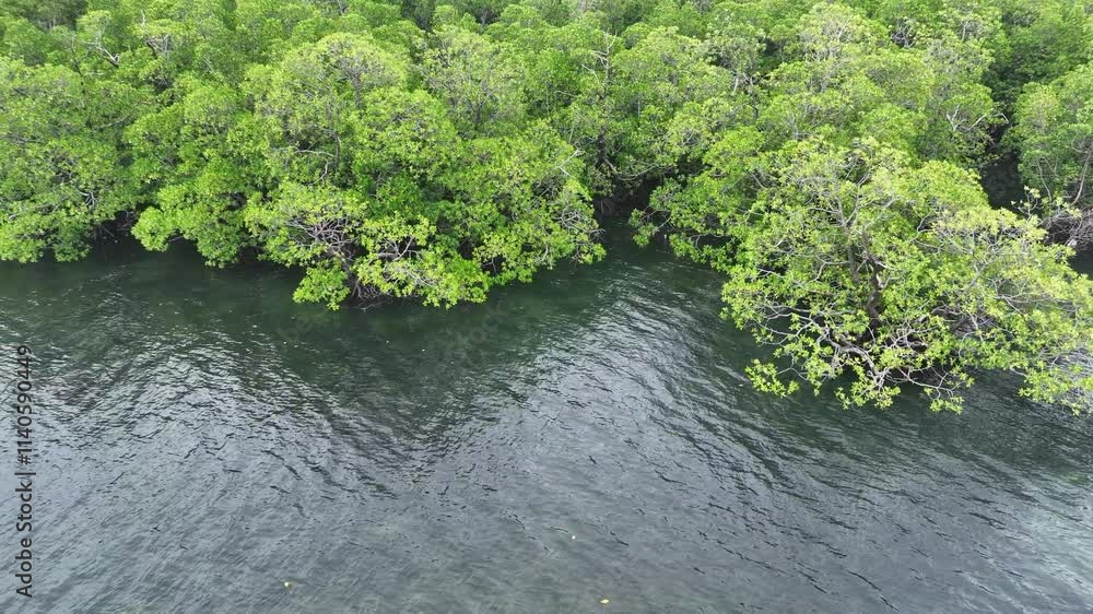 The tropical island of Bangka, just north of Sulawesi in Indonesia, is fringed by coral reefs, seagrass, and mangroves. This area is part of the Coral Triangle and harbors high marine biodiversity.