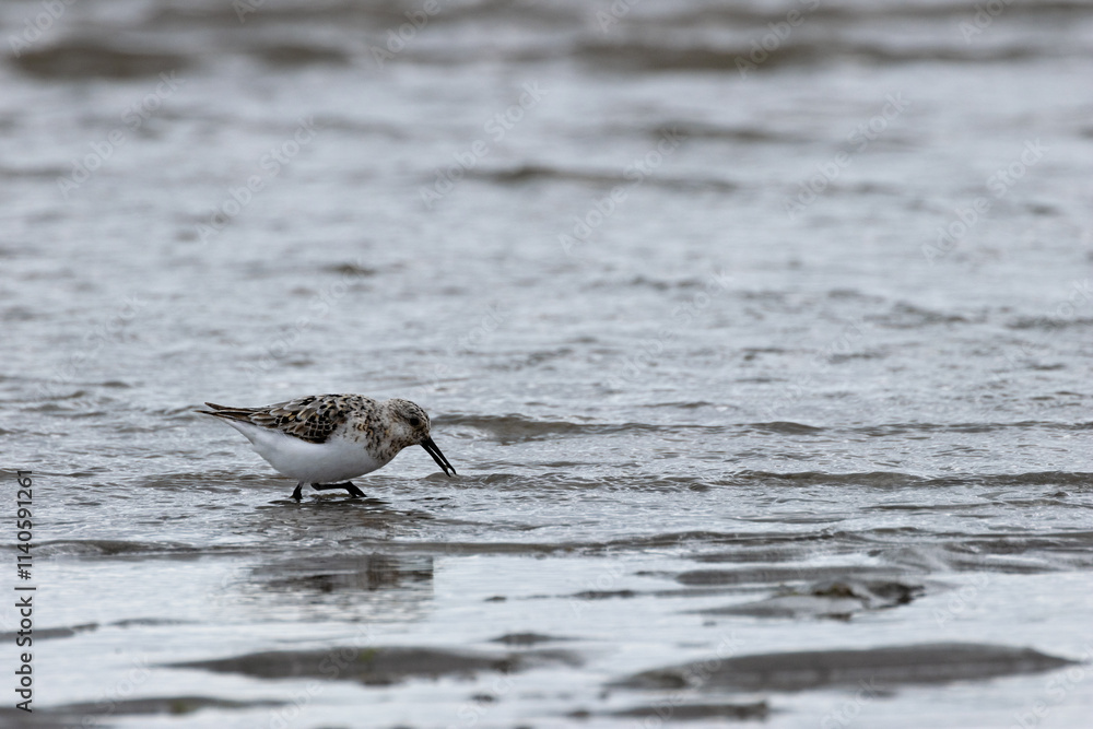 Sanderling (Calidris alba) on Bull Island Shore, Dublin – Commonly Found on Sandy Beaches Sanderling (Calidris alba) on Bull Island Shore, Dublin – Commonly Found on Sandy Beaches