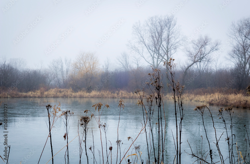 A pond with trees and dry wetland plants on a foggy day in the winter. A pond with trees and dry wetland plants on a foggy day in the winter.