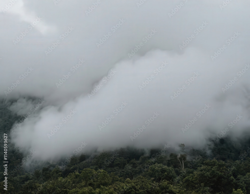 Obraz premium Fog in nature, cities and villages with misty forest landscape 