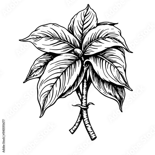 Detailed black and white basil illustration, vintage food concept