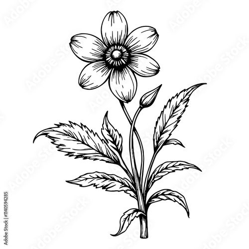 Anemone flower sketch on white background, botanical art concept