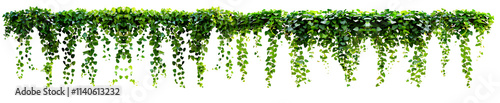 Green succulent leaves hanging vines ivy bush climbing epiphytic plant on PNG 