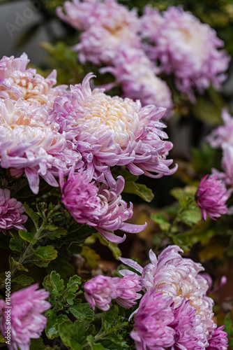 Pink chrysanthemums blooming in lush autumn foliage photo