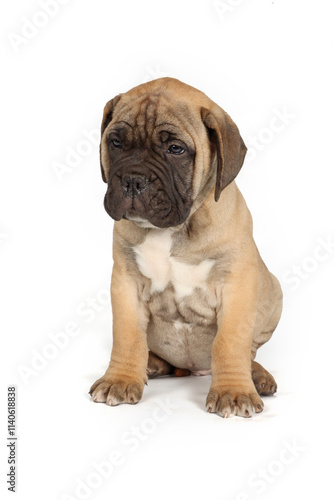 Bullmastiff puppy isolated on white background