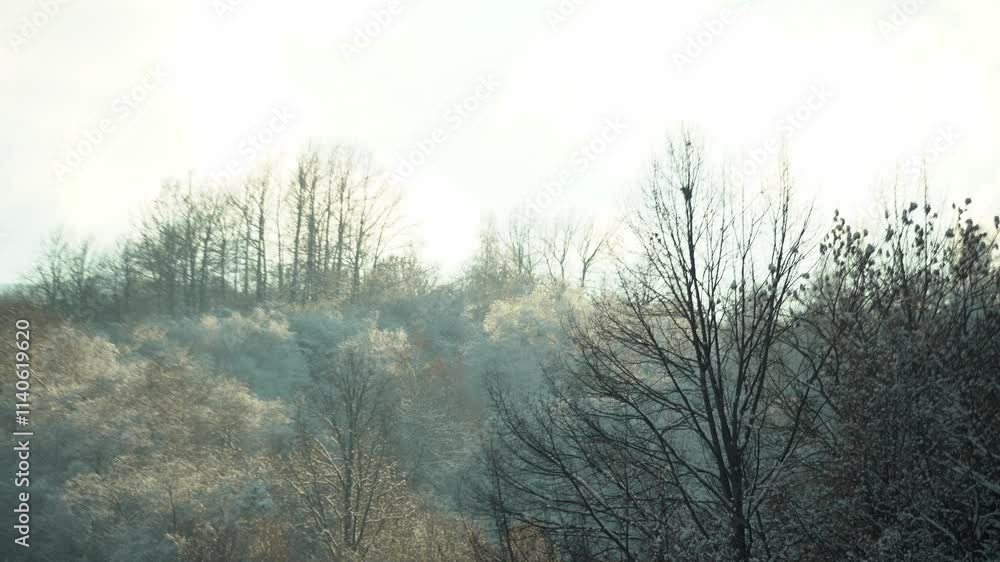 Tree branches covered with snow. Mountainous area. Tree branches covered with snow. Mountainous area.