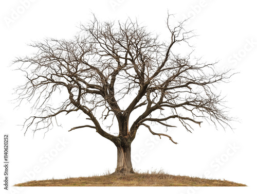 a old, dead tree with no leaves isolated on a transparent background