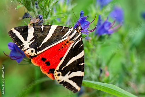 Russischer Bär am Natternkopf .schmetterling des Jahres 2025