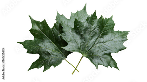 Maple Leaves on Transparent Background, Isolated