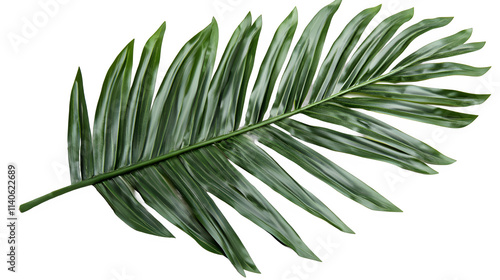 Palm Leaves on Transparent Background, Isolated