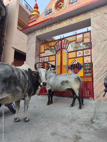 фотографія Bulls in front of ashram gate in Rishikesh, India