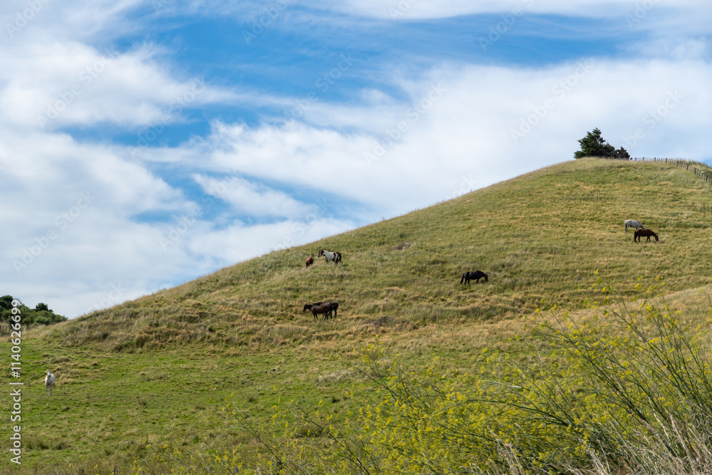 Obraz premium landscape with cows and clouds