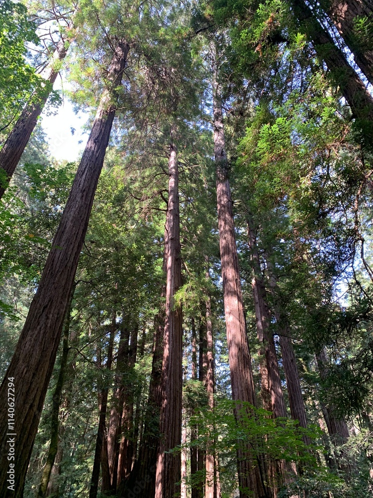 Fototapeta premium This stunning photo captures a view of towering redwood trees in a lush forest.