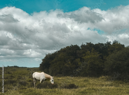 wild horses 3