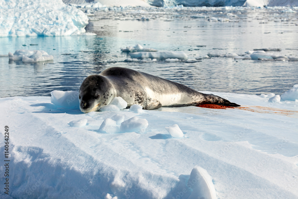 Obraz premium A Leopard Seal on Antarctic Ice