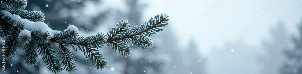 Frosty spruce branches stretched towards grey sky, spruce, snowflake, cold Frosty spruce branches stretched towards grey sky, spruce, snowflake, cold