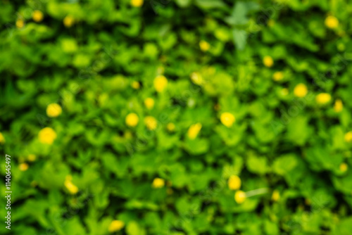 Blurred Green Clover Leaves With Yellow Flowers