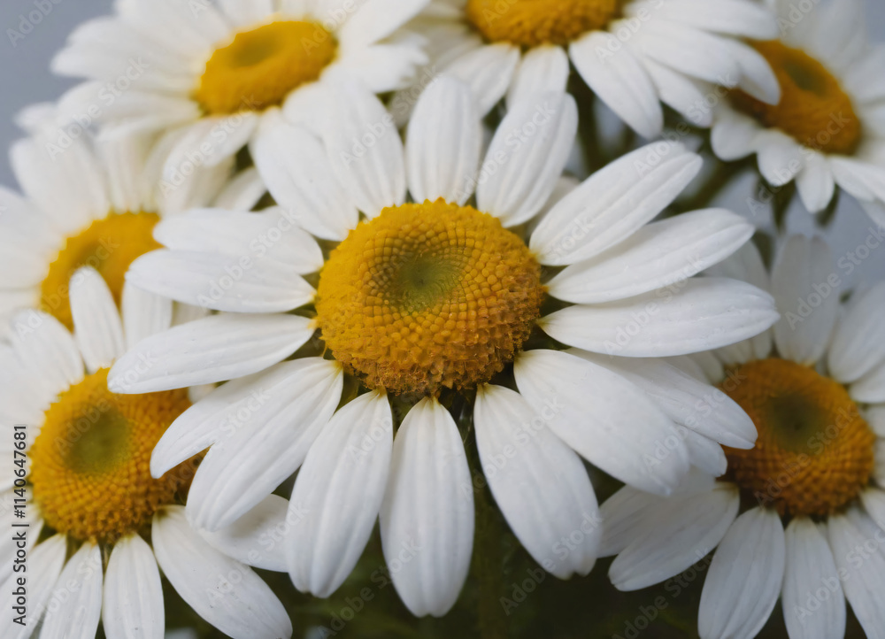 Obraz premium white daisies