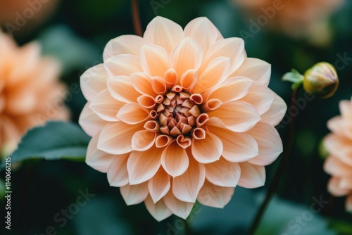 Soft Blooming Flower in Delicate Focus