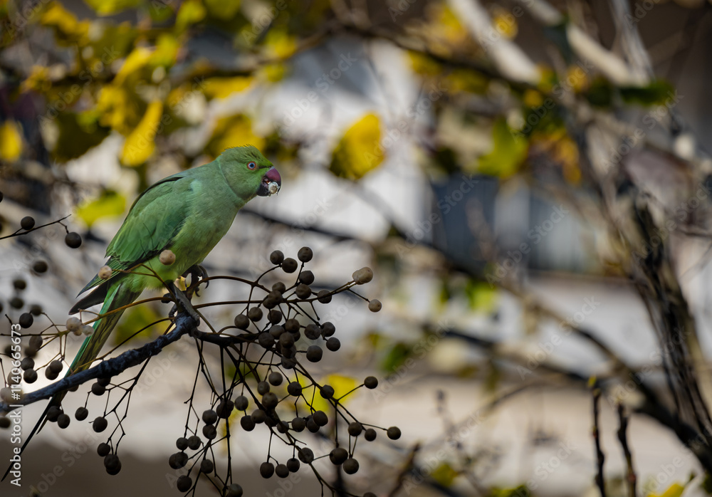 A photograph depicting a parrot bird on a branch of a tree eating a seed in a park of Thessaloniki, Greece. A photograph depicting a parrot bird on a branch of a tree eating a seed in a park of Thessaloniki, Greece.