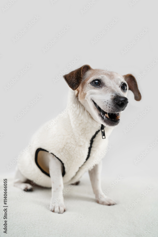 Pet fashion. sarcastic grin of small elderly dog Jack Russell terrier in white fur sweater sitting on white studio background. Pet emotions wearing winter clothes Pet fashion. sarcastic grin of small elderly dog Jack Russell terrier in white fur sweater sitting on white studio background. Pet emotions wearing winter clothes