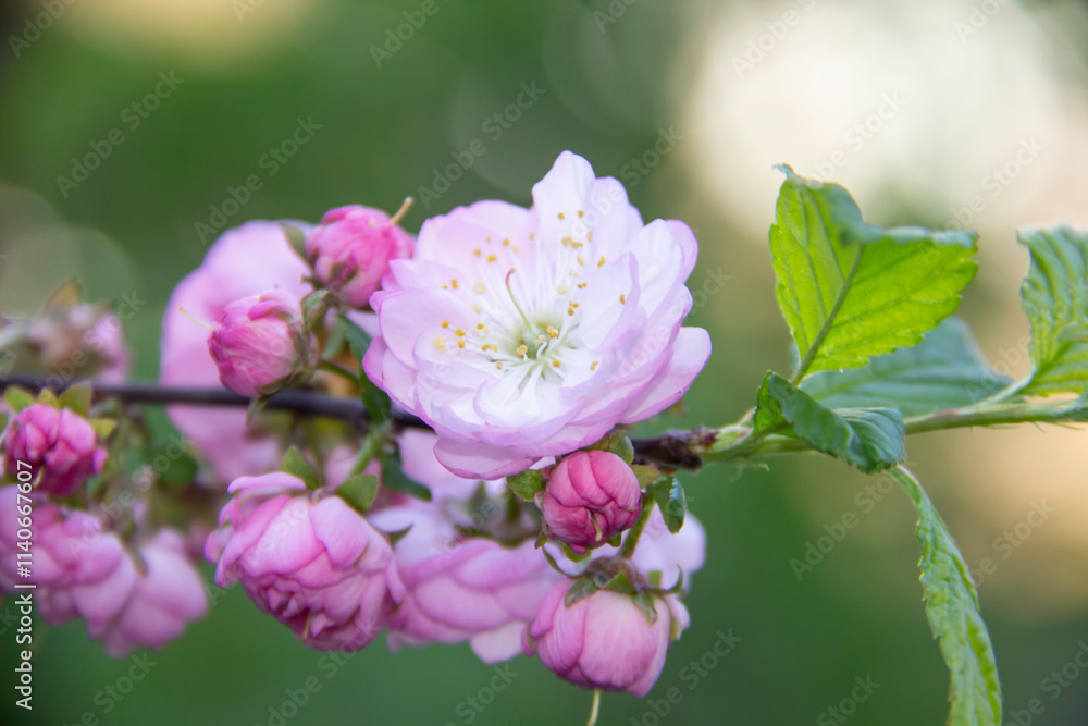 Beautiful and Tender Branch of sakura. Sakura flowers on background close up. Floral backdrop. Spring pink flowers on a tree branch with aroma and bloom. Beautiful and Tender Branch of sakura. Sakura flowers on background close up. Floral backdrop. Spring pink flowers on a tree branch with aroma and bloom.