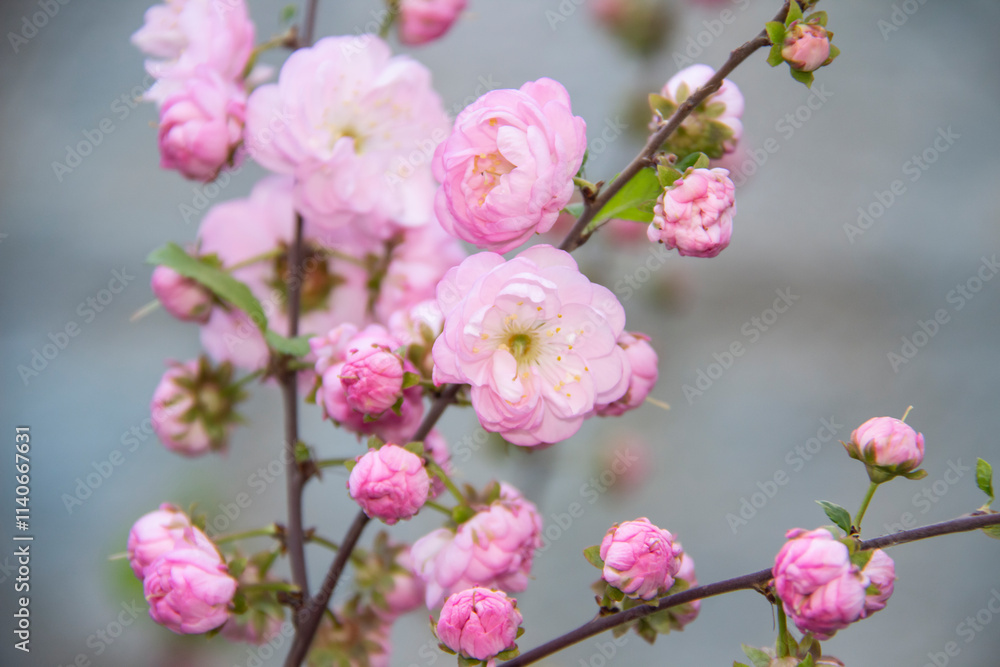 Beautiful and Tender Branch of sakura. Sakura flowers on background close up. Floral backdrop. Spring pink flowers on a tree branch with aroma and bloom. Beautiful and Tender Branch of sakura. Sakura flowers on background close up. Floral backdrop. Spring pink flowers on a tree branch with aroma and bloom.