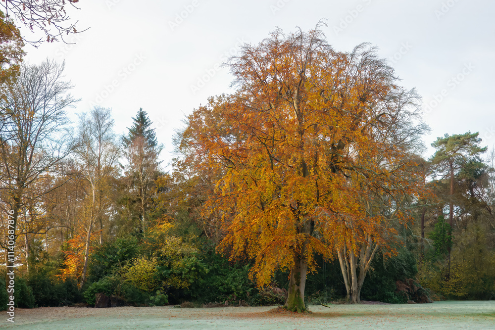 swing hanging from a beautiful tree covered in golden autumn coloured leaves swing hanging from a beautiful tree covered in golden autumn coloured leaves