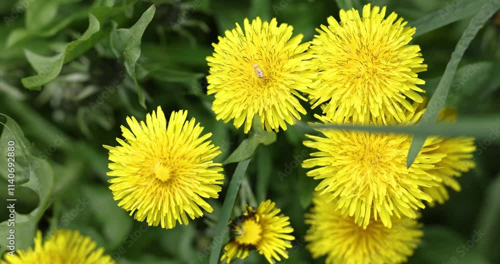 Tiny insect exploring vibrant yellow dandelions in green meadow Tiny insect exploring vibrant yellow dandelions in green meadow