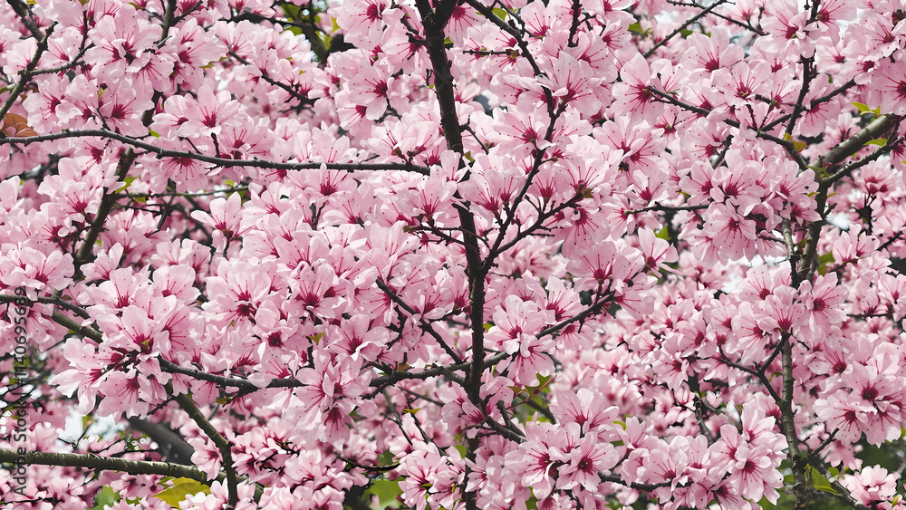 Pink Cherry Blossoms Close-up Background Pink Cherry Blossoms Close-up Background
