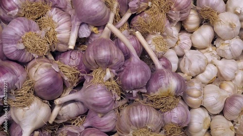 Close-up of a large quantity of several types of garlic - small white and large purple. Garlic as a disease preventative or ingredient for dishes.