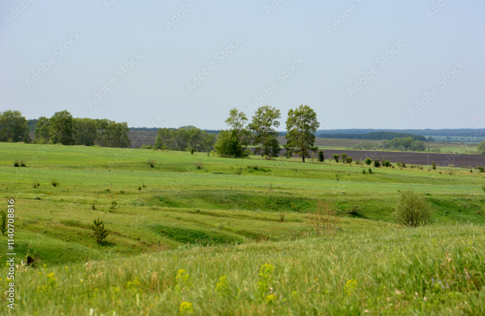 a field with some trees in the background a field with some trees in the background