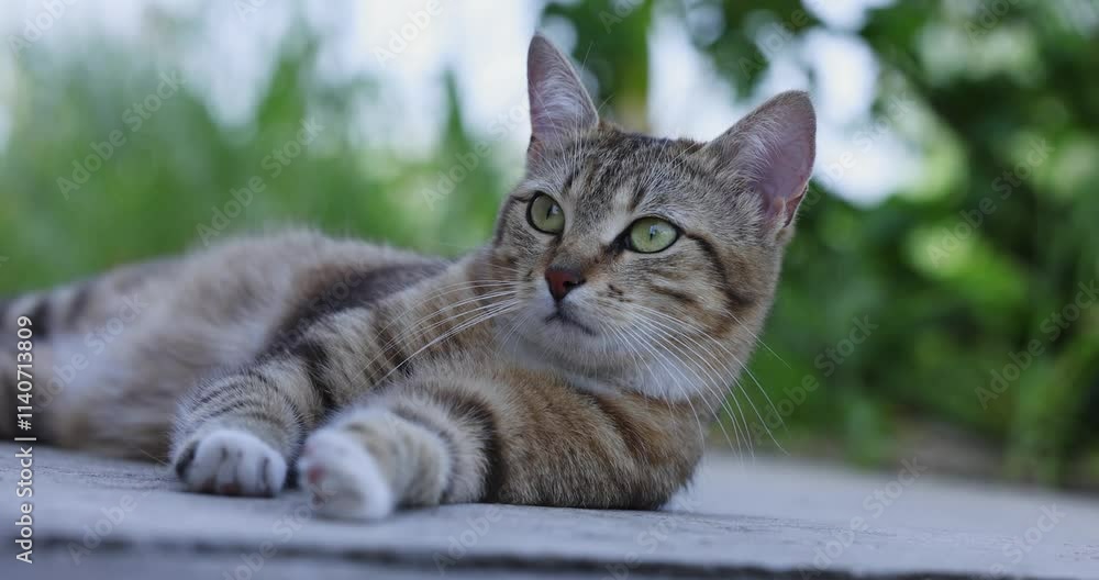 Cute tabby cat lying down and looking around Cute tabby cat lying down and looking around
