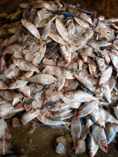 piles of oil sardine fish with ice ready for sale in Indian fish market oil sardine sardinella longiceps export