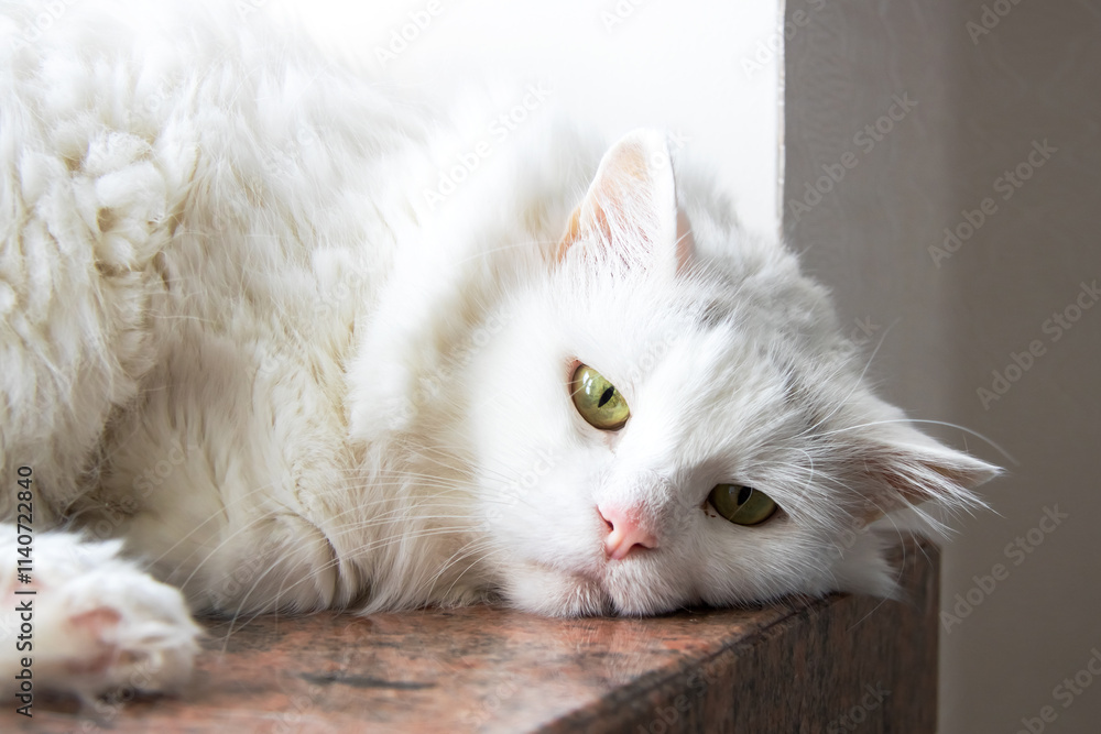 Obraz premium A white cat is relaxing peacefully on the windowsill