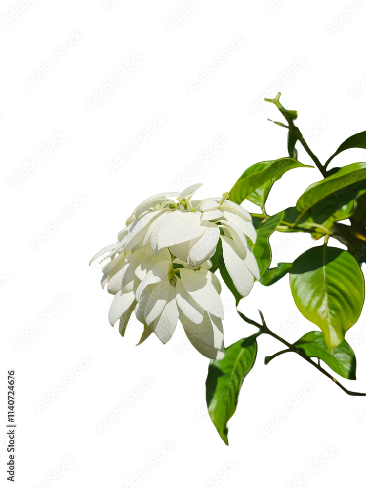 Obraz premium Close-up of a white Mussaenda bloom, showcasing its delicate bracts and soft textures under natural light isolated on transparent background
