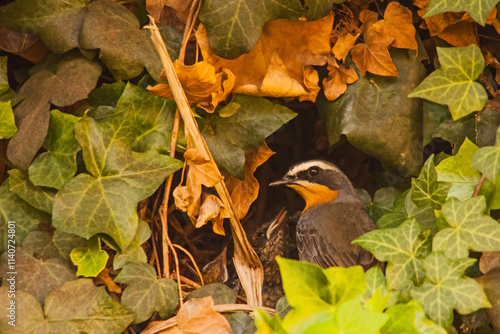 Cape Robin-Chat (Cossypha caffra) 16042