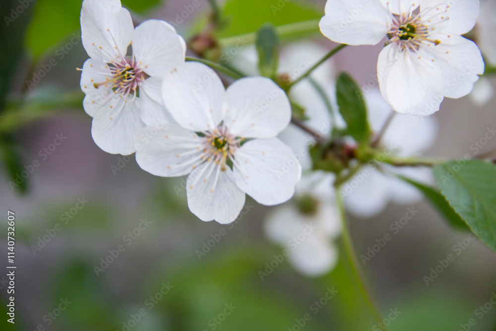 A flowering branch in the spring with white flowers and green leaves. A beautiful cherry blossom branch against background. A flowering branch in the spring with white flowers and green leaves. A beautiful cherry blossom branch against background.