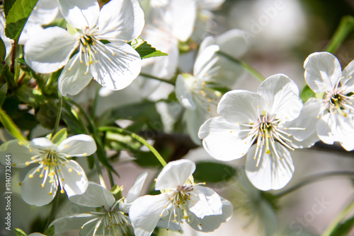 A flowering branch in the spring with white flowers and green leaves. A beautiful cherry blossom branch against background.