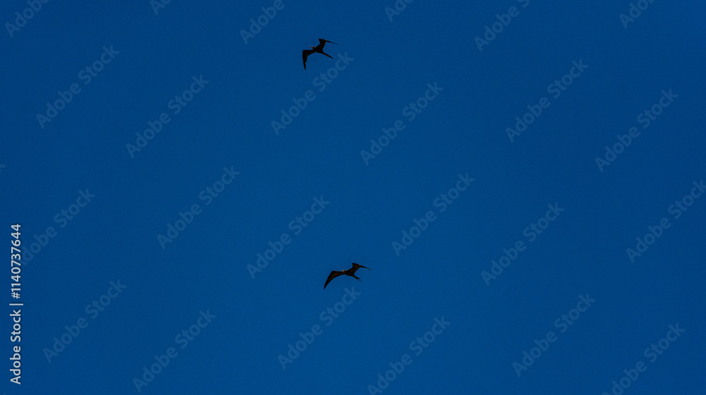 Fototapeta premium pássaros voando no céu azul