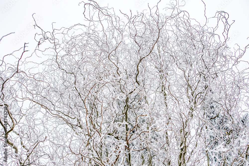 Snow winter background. Nature forest landscape. Snow winter background. Nature forest landscape.