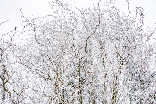 Wallpaper Mural Snow winter background. Nature forest landscape. Torontodigital.ca