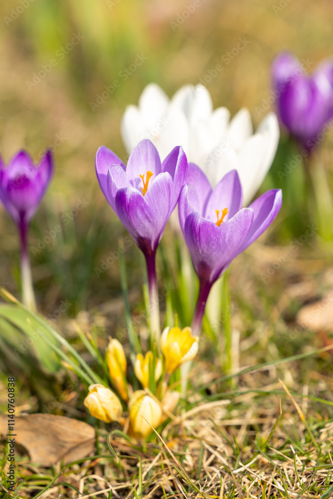 Blooming crocuses in the grass close-up Blooming crocuses in the grass close-up
