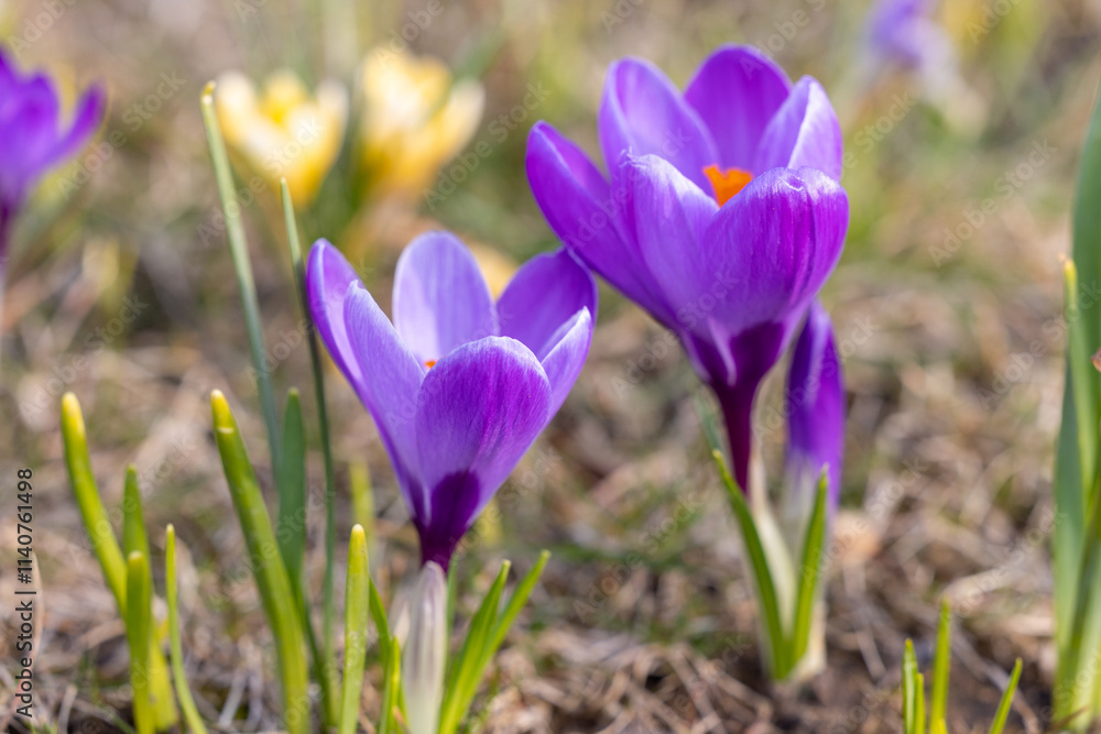 Close-up of purple crocuses in the grass Close-up of purple crocuses in the grass