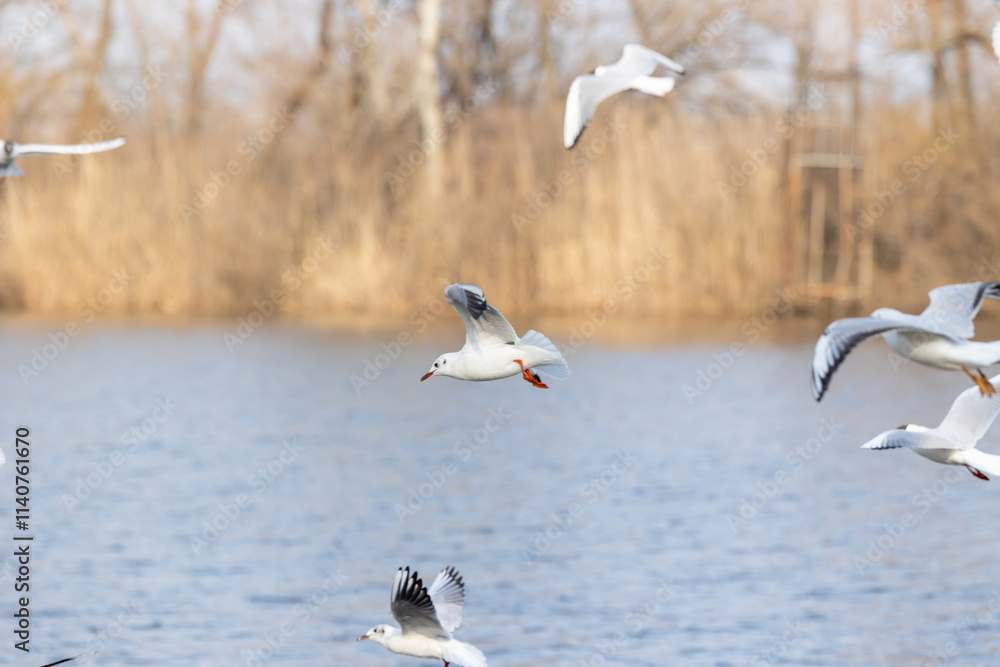 Seagulls are flying over the lake Seagulls are flying over the lake