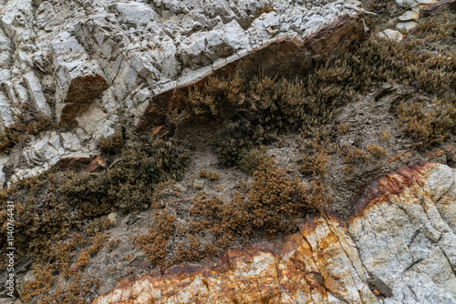 Selaginella bigelovii, Los Angeles County, California. San Gabriel Mountains. GRANITIC ROCKS / igneous rocks. complexly intrusive as pods and dikes, some as aplite and pegmatite dikes.  

 photo